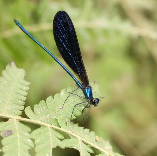 Réf. 222 327 : Vestalis luctuosa